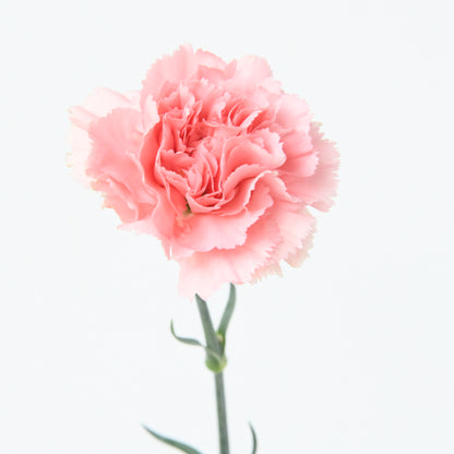 Happy Mom's Day | One stalk Pink Carnation Flower |  $8.80 Nett ( ONLY available 11 MAY & 12 MAY)