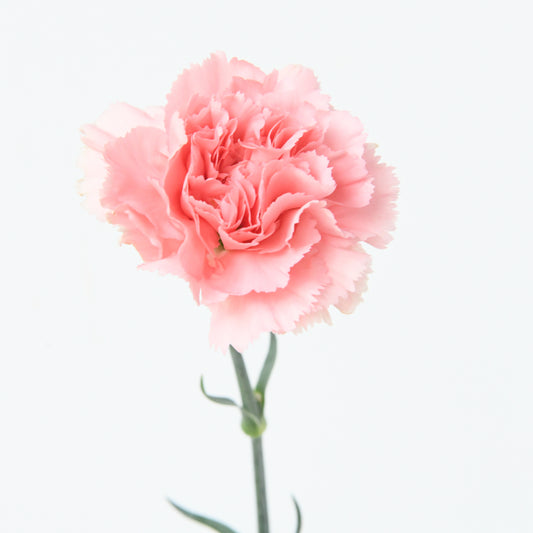 Happy Mom's Day | One stalk Pink Carnation Flower |  $8.80 Nett ( ONLY available 11 MAY & 12 MAY)